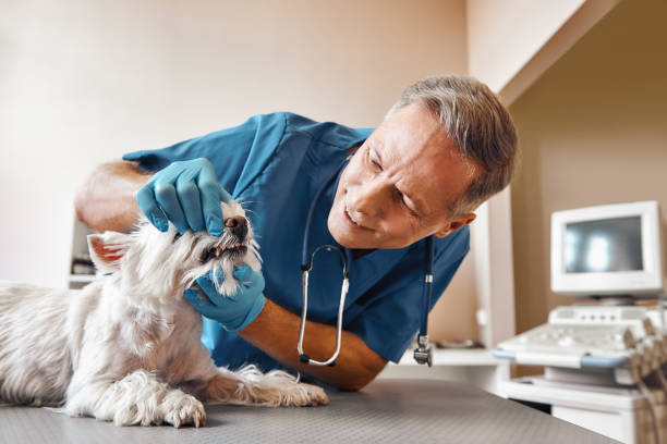 Best Pediatric Emergency Dentist in Bowling Green, MD